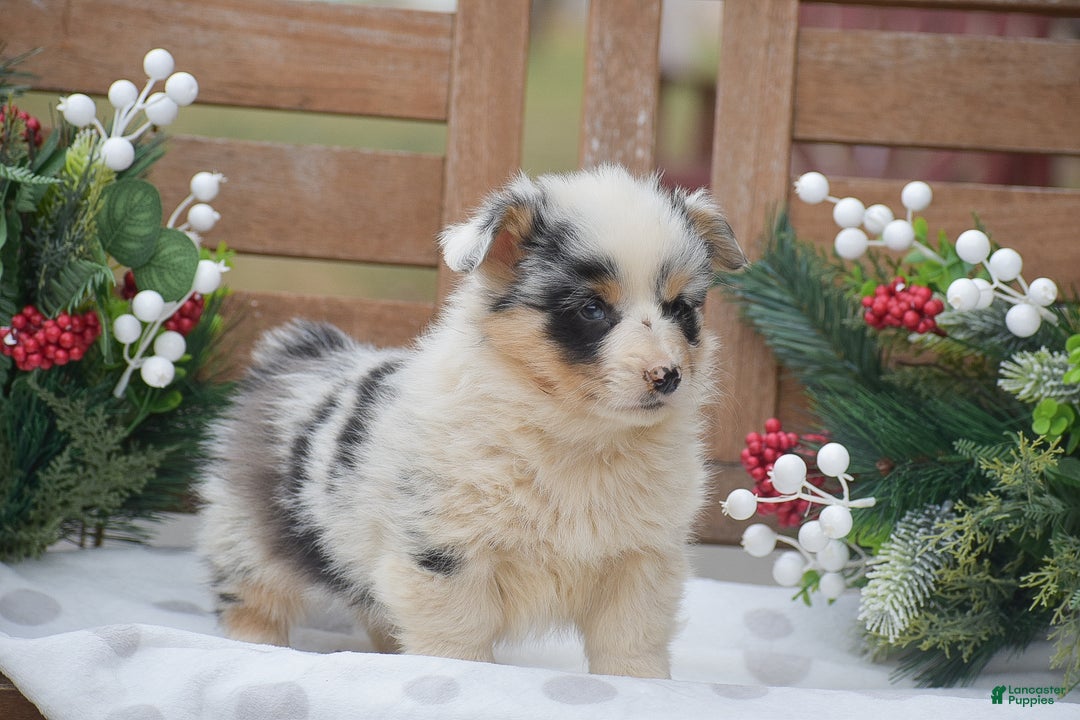 Welsh Corgi Pembroke dogs for sale: Madeline - Ad 3