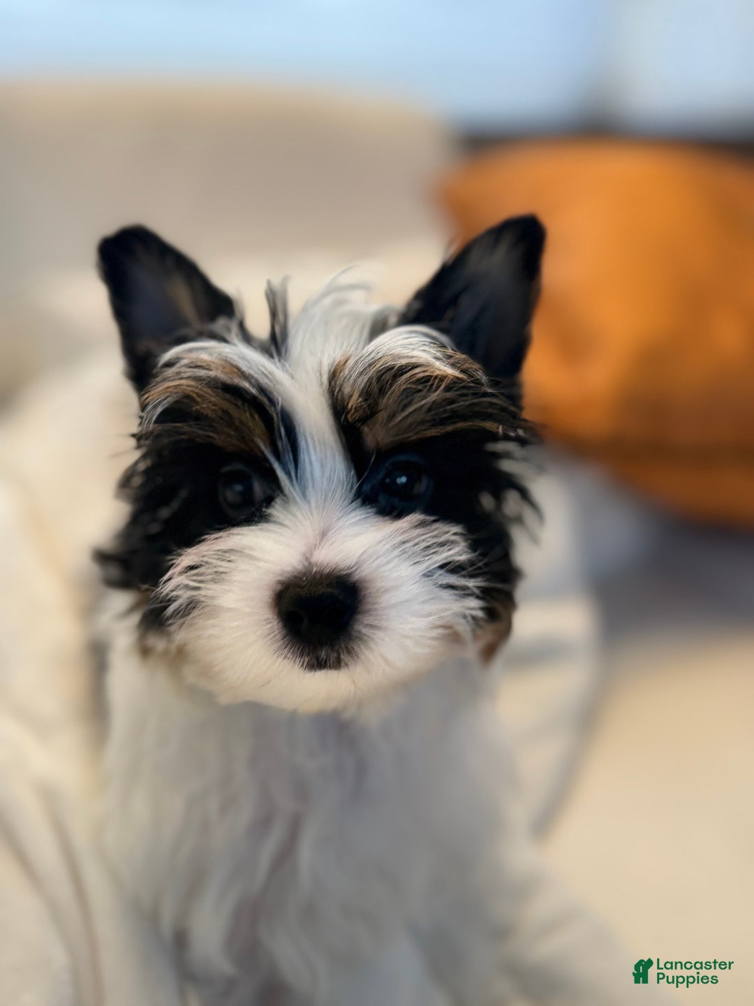 Yorkshire Terrier dogs for sale: Yorkshire Terrier Puppy 1 - Ad 3