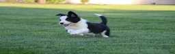 Border Collie dogs for sale: Koda - Ad 3