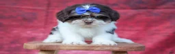 Teddy Bear dogs for sale:   Oliver 🐶 - Ad 16