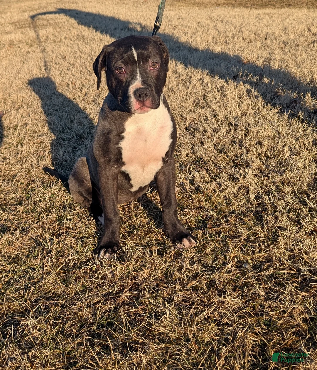 American Bully dogs for sale: Rage - Ad 4