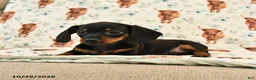 Miniature Dachshund dogs for sale: Tillie - Ad 4