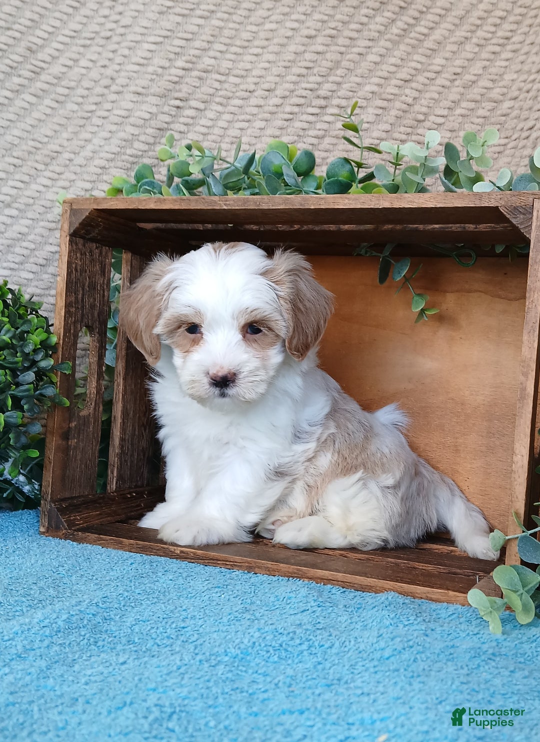 Havanese dogs for sale: Magic  - Ad 2