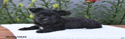 Yorkiepoo dogs for sale: Max - Ad 4