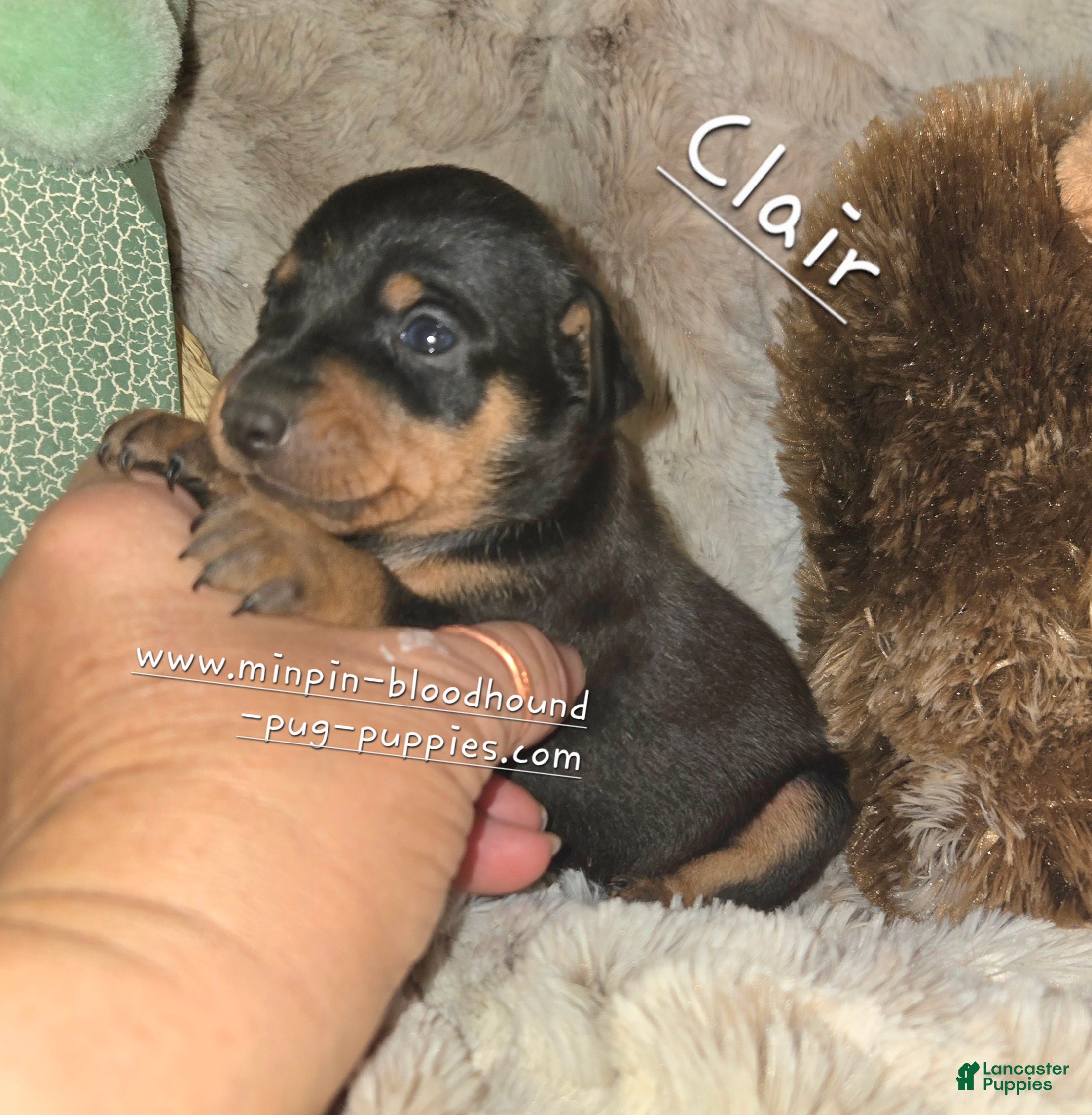 Miniature Pinscher