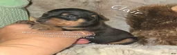Miniature Pinscher dogs for sale: Clair black tan - Ad 1