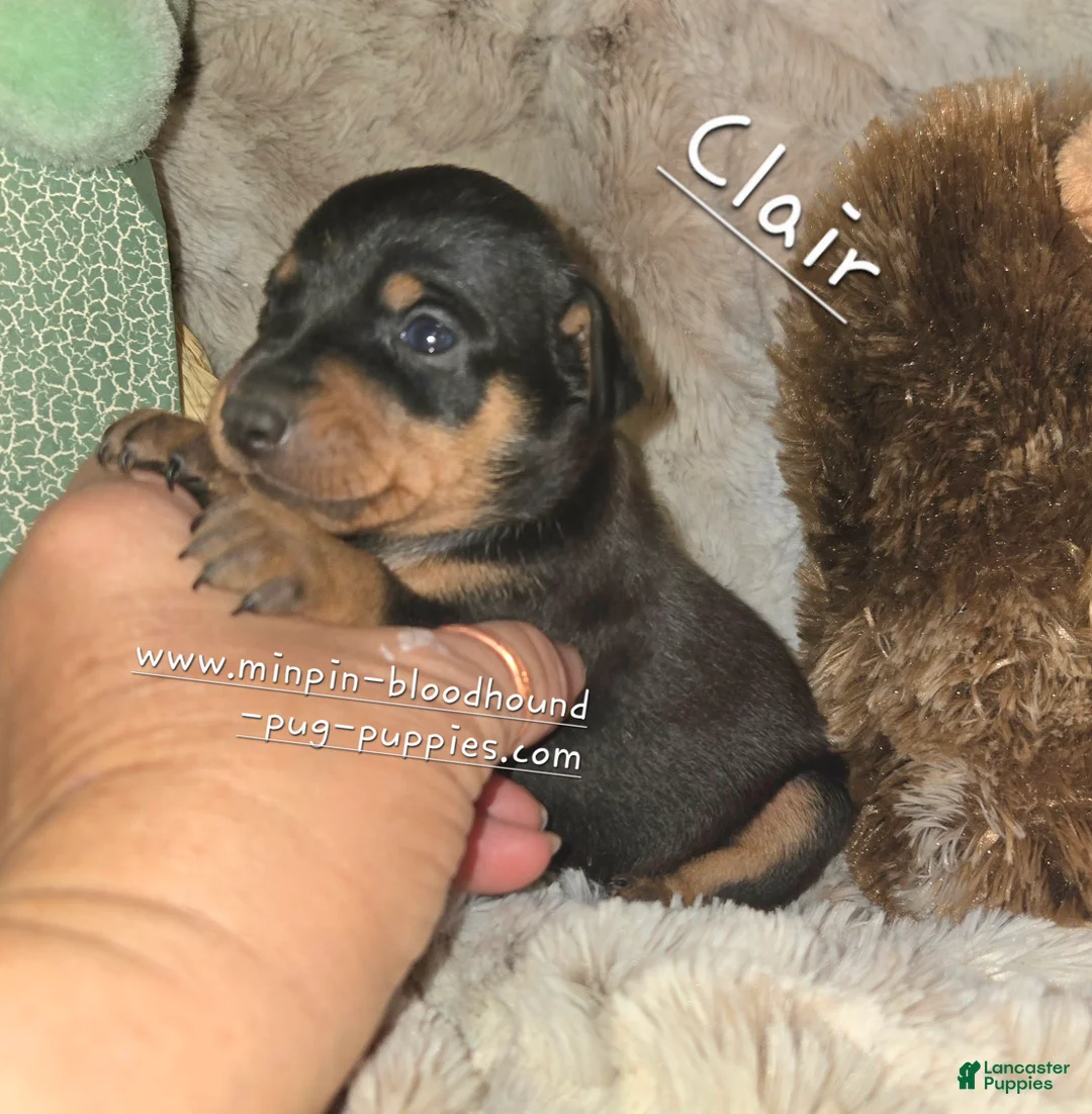 Miniature Pinscher dogs for sale: Clair black tan - Ad 1