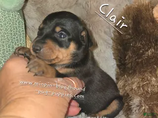 Miniature Pinscher dogs Clair black tan - Ad 41