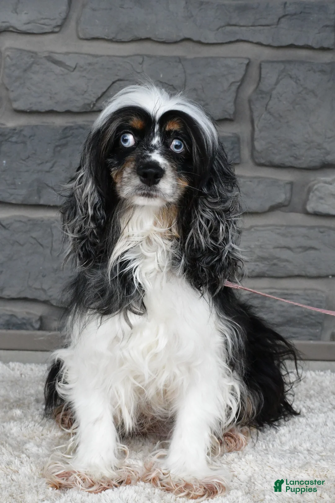 Cockapoo dogs for sale: Rascal - Ad 11