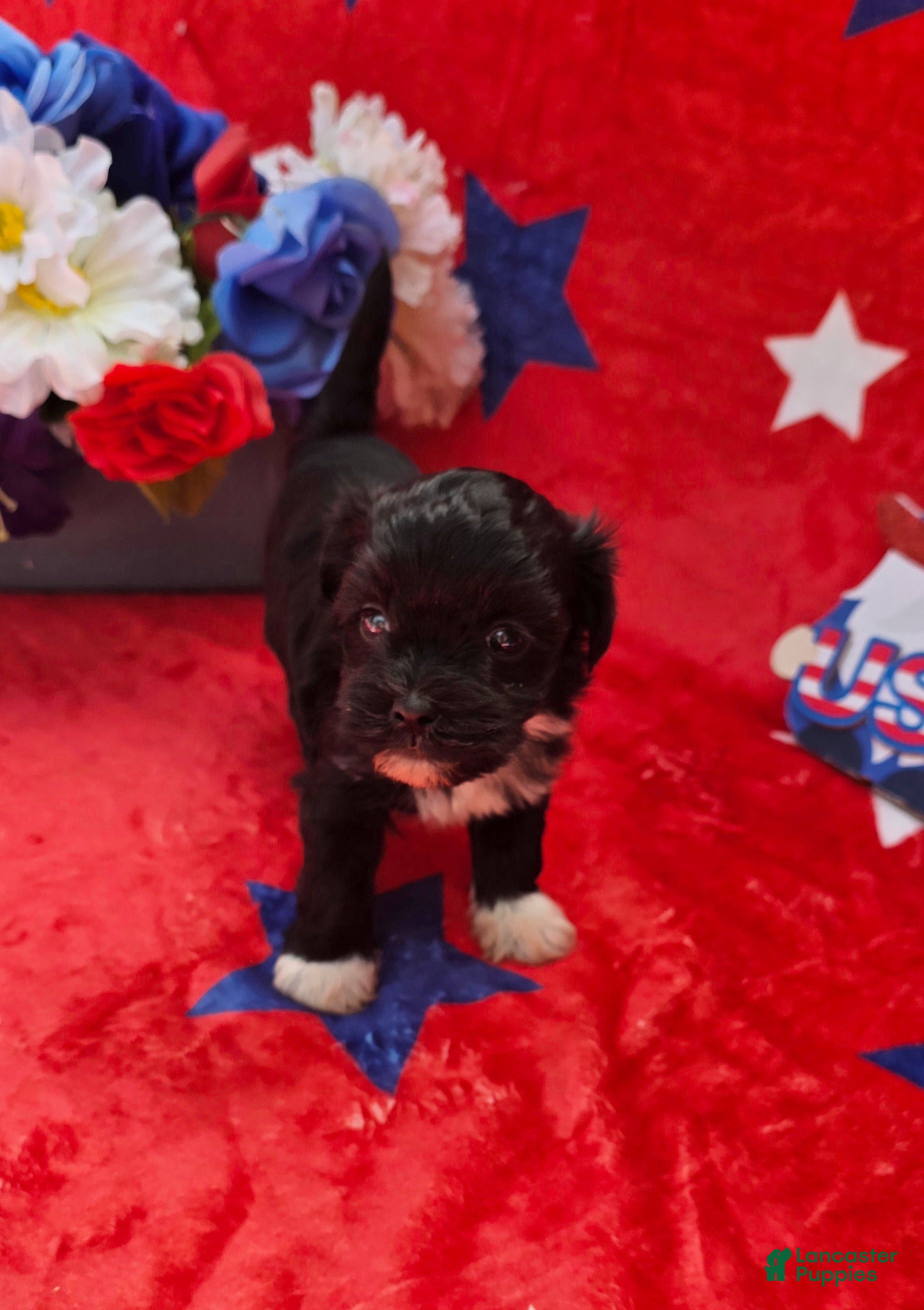 Mixed Breed dogs Shade - Ad 1