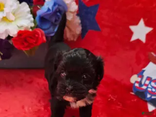 Mixed Breed dogs for sale: Shade - Ad 2