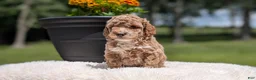 Miniature Poodle dogs for sale: Roxy - Ad 8