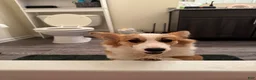 Welsh Corgi Pembroke dogs for sale: Welsh Corgi Pembroke Puppy 1 - Ad 7
