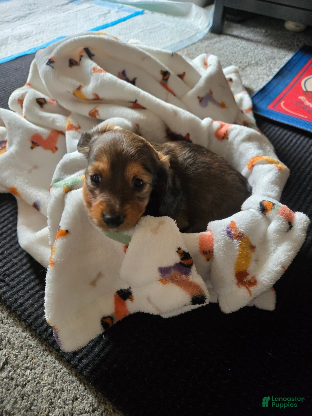 Dachshund dogs for sale: Waffles - Ad 5