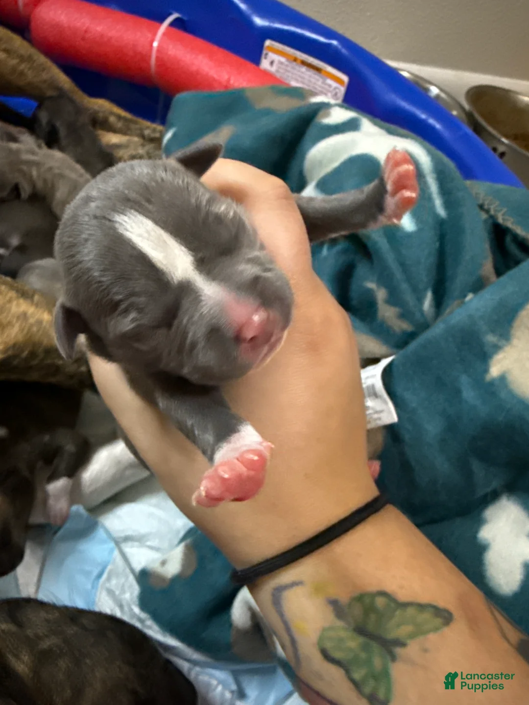 Mixed Breed dogs for sale: Nyx - Ad 2