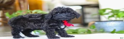Miniature Poodle dogs for sale: Leo - Ad 5