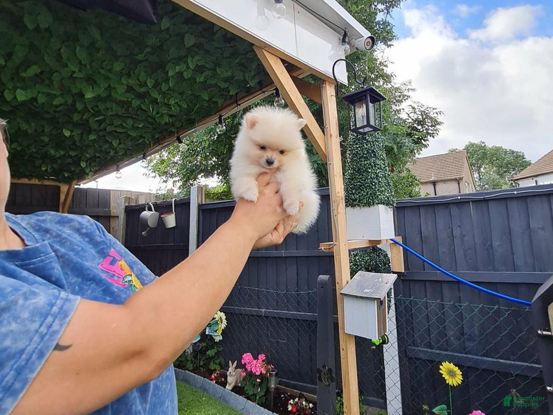 Pomeranian dogs for sale: James - Ad 12
