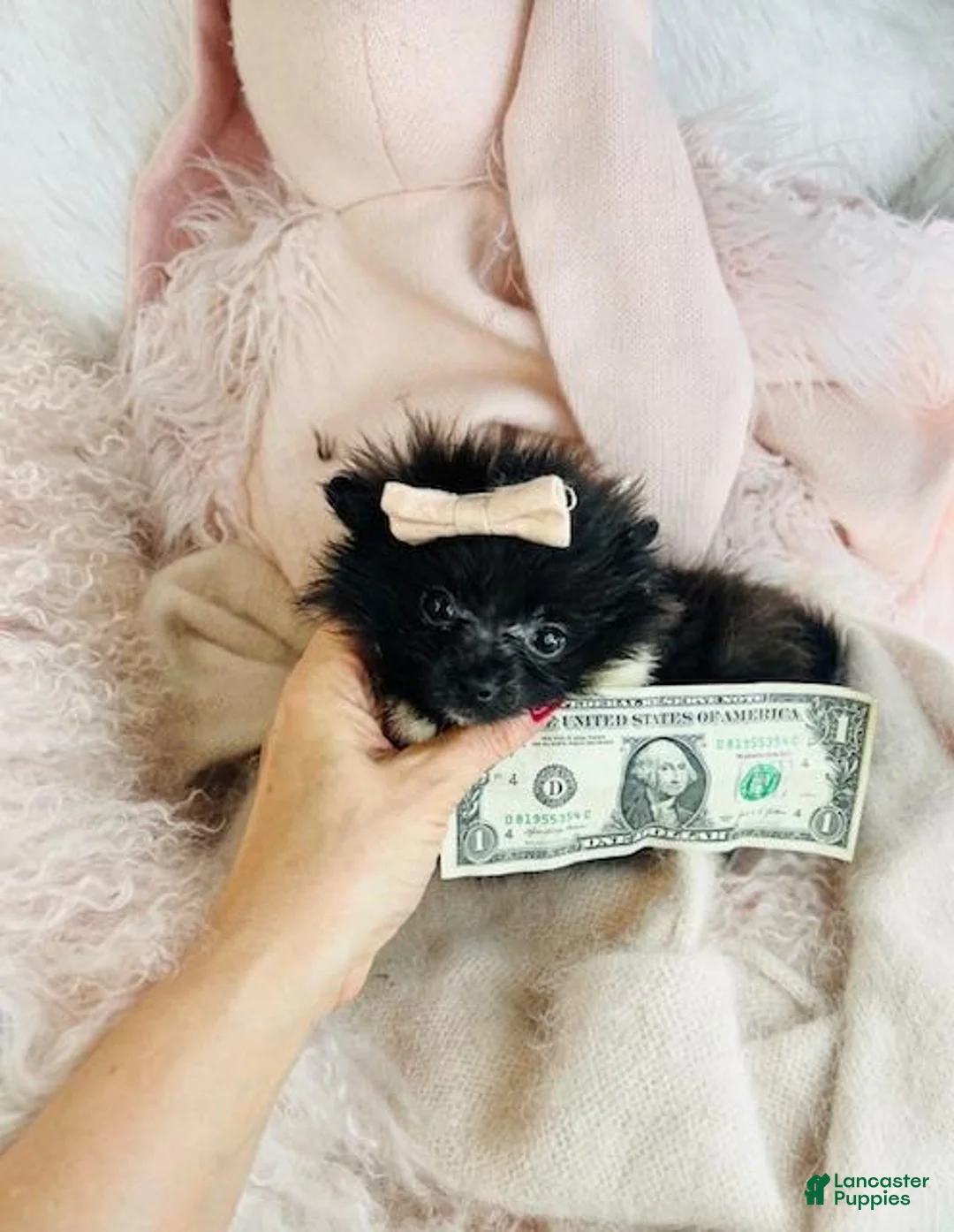 Pomeranian dogs for sale: Pomeranian Puppy 1 - Ad 2