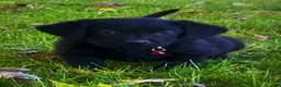 Labrador Retriever dogs for sale: Labrador Retriever 1 - Ad 8