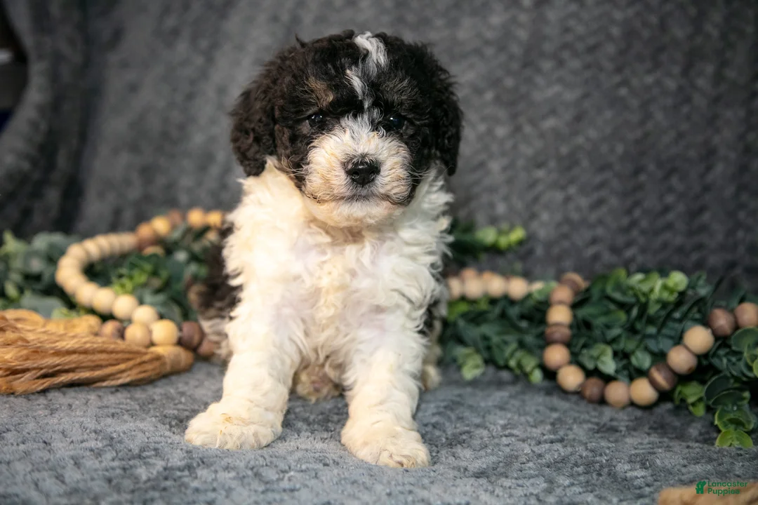 Mini Bernedoodle dogs for sale: Dexter - Ad 2