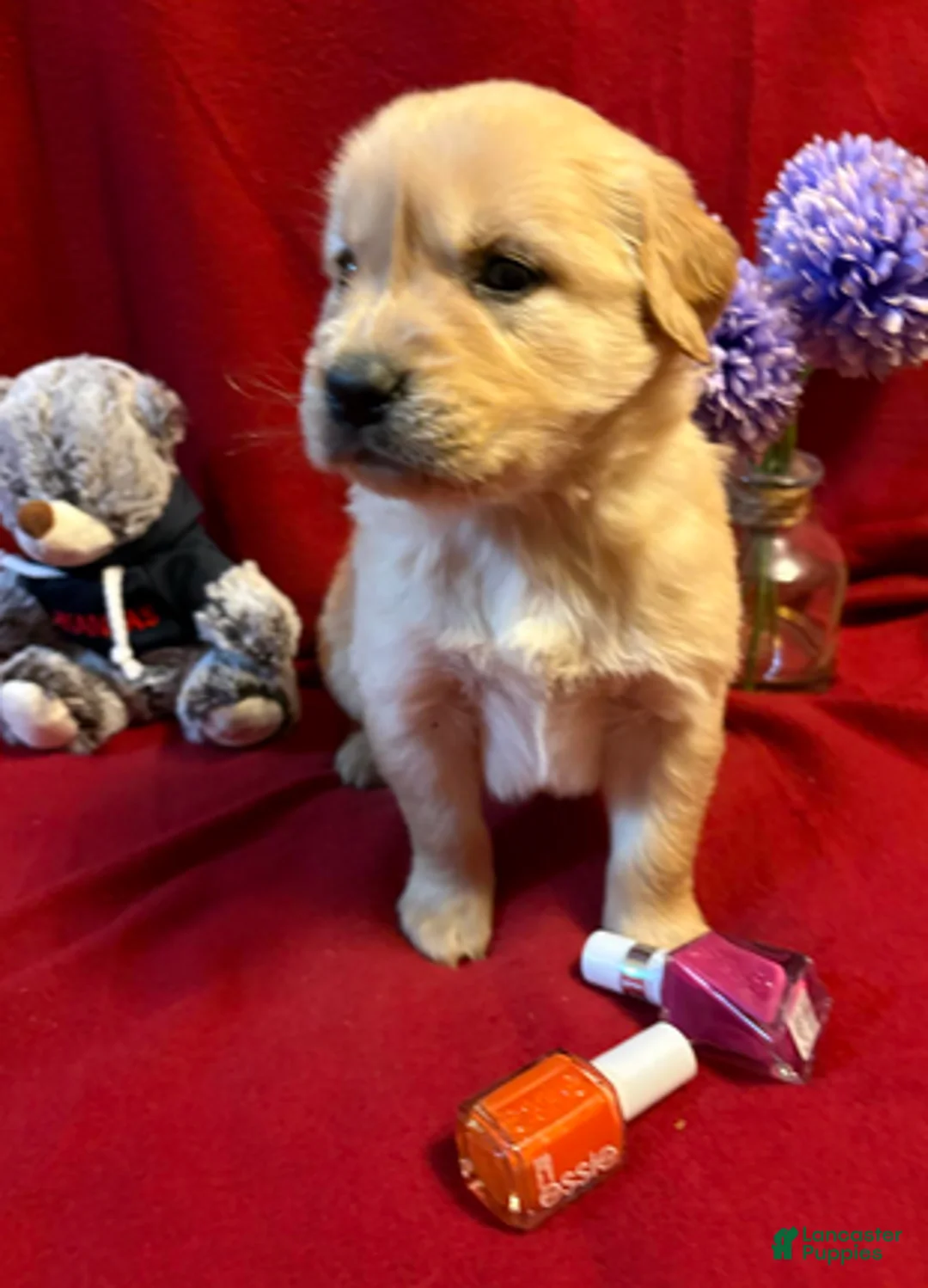 Golden Retriever dogs for sale: Teddi - Ad 4
