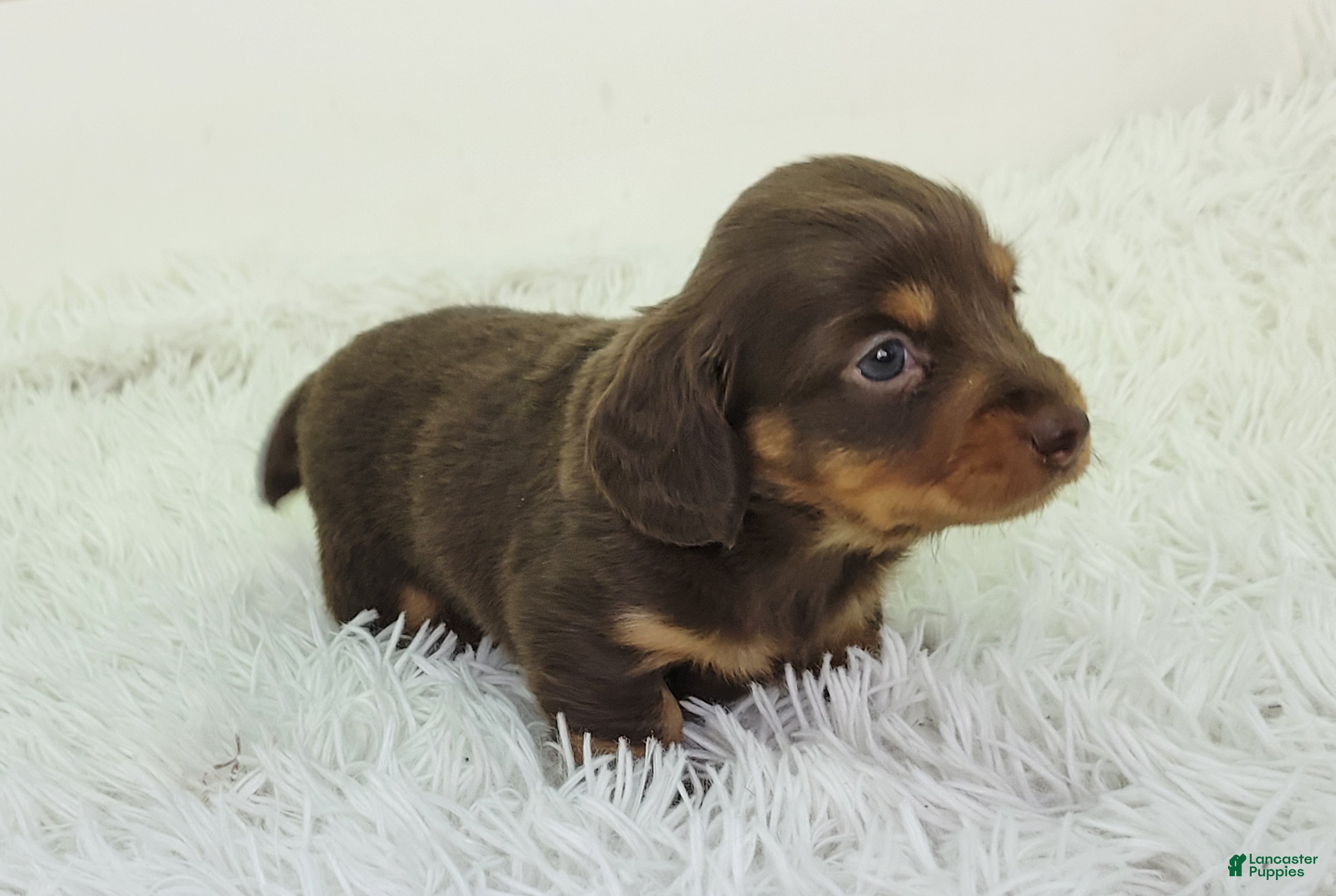 Dachshund dogs Ollie - Ad 2