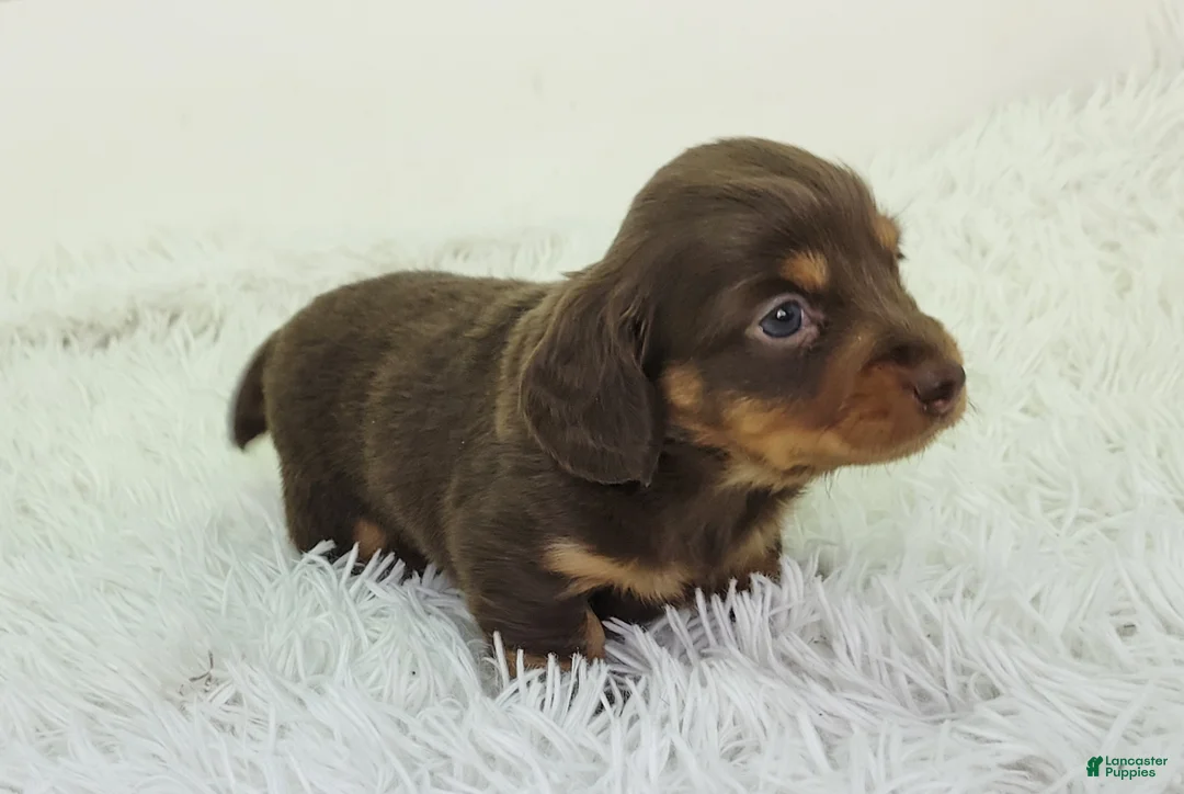 Dachshund dogs for sale: Ollie - Ad 2