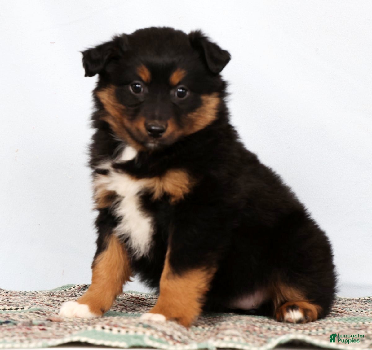 Australian Shepherd dogs Jane - Ad 2