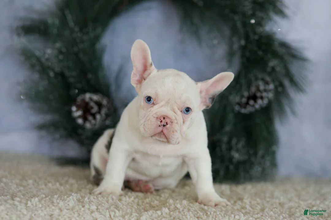 French Bulldog dogs for sale: Logan - Ad 10