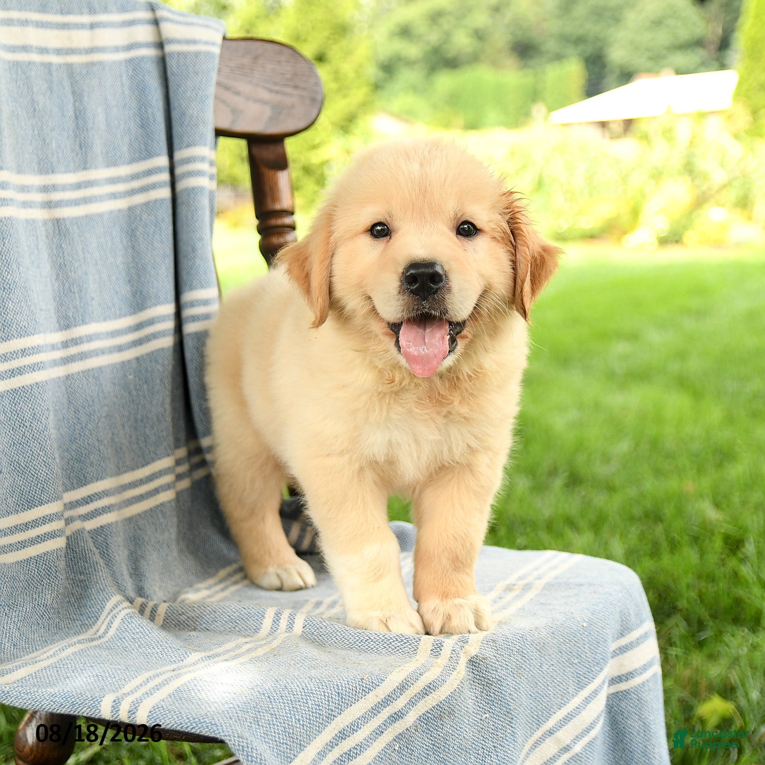 Mixed Breed dogs Casper - Ad 1