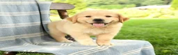 Mixed Breed dogs for sale: Casper - Ad 1