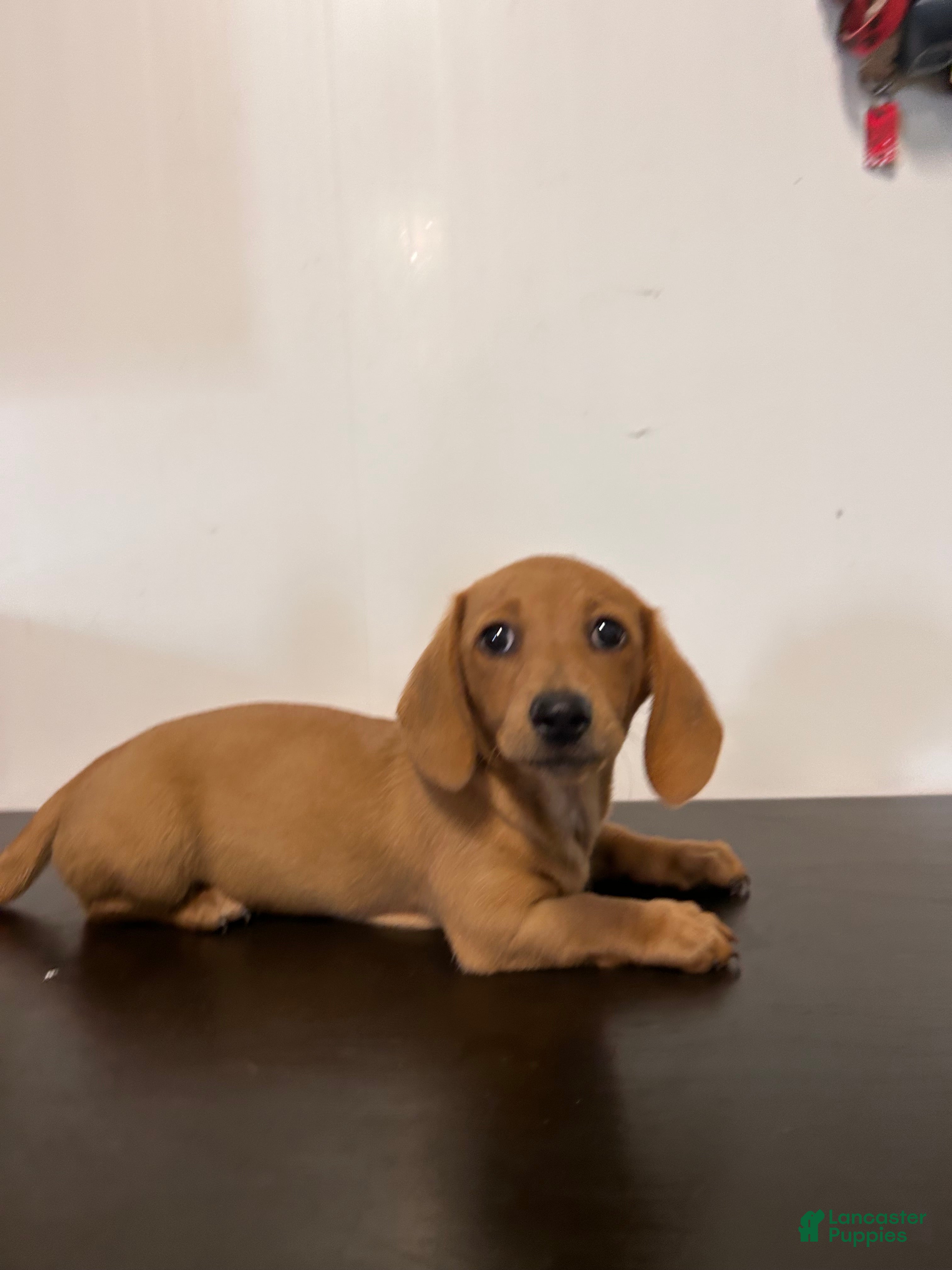 Miniature Dachshund dogs Wren - Ad 1