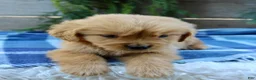 Golden Retriever dogs for sale: Tiny Timmy  - Ad 7