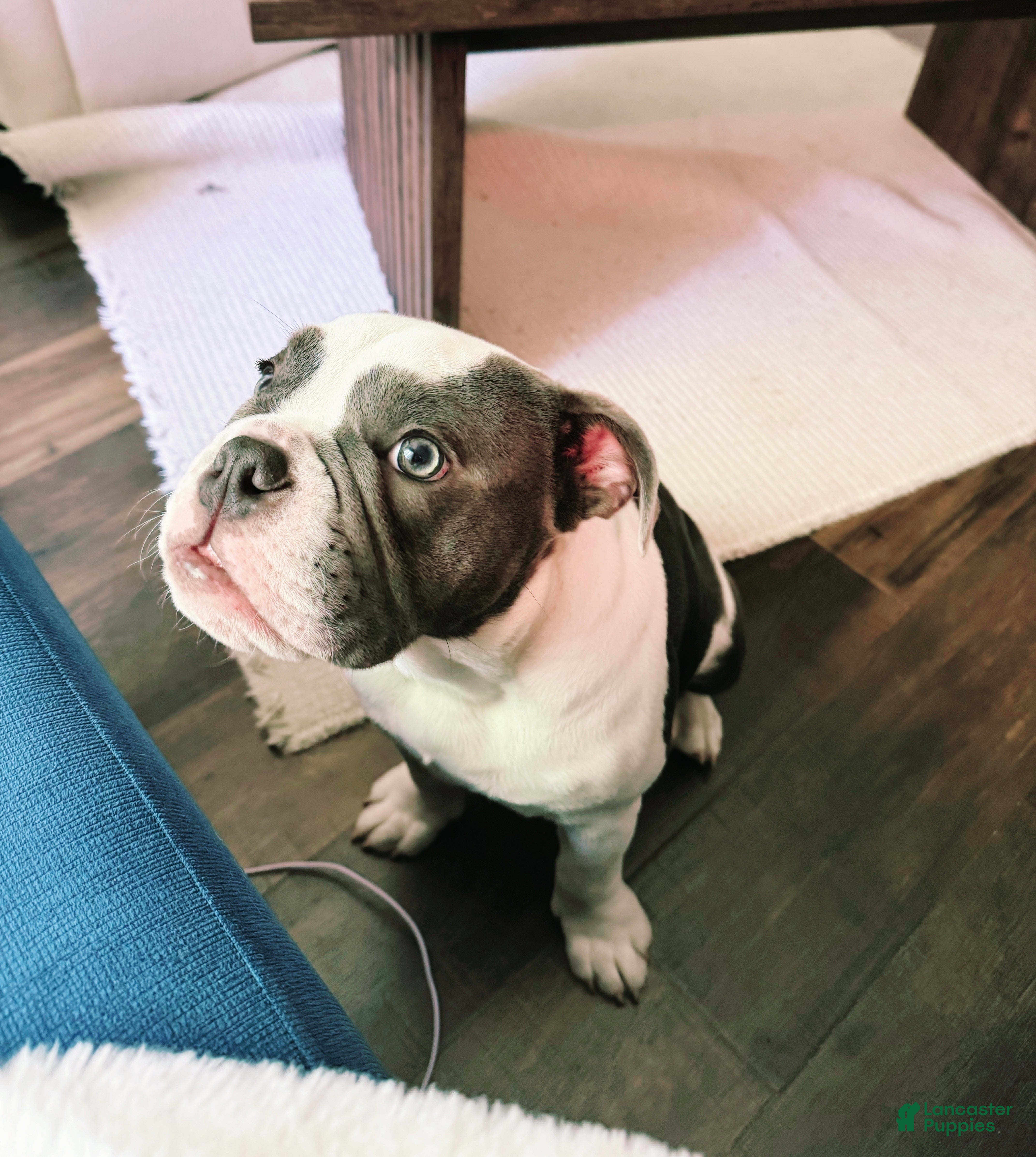 English Bulldog dogs Blue pied female Old English Bulldog - Ad 29
