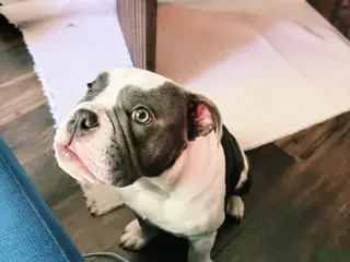 English Bulldog dogs Blue pied female Old English Bulldog - Ad 3