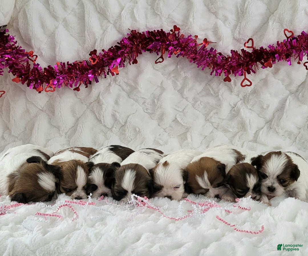 Teddy Bear dogs for sale: Sweetheart  - Ad 2