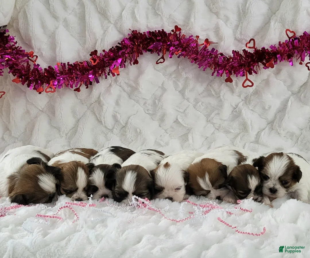 Teddy Bear dogs for sale: Sugar Plum  - Ad 3