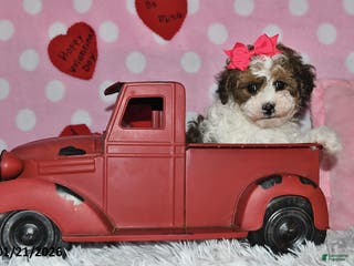 Lhasapoo dogs Blossom - Ad 3