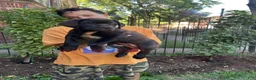 Cane Corso dogs for sale: Black Female Cane Corso Puppy #2 - Ad 4