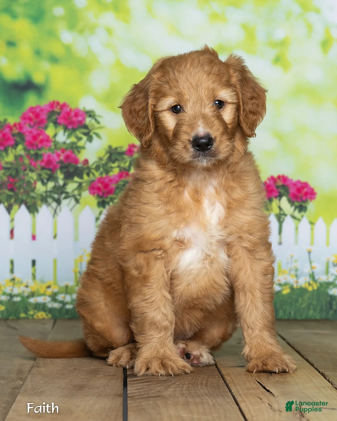 Goldendoodle dogs for sale: Faith - Ad 1
