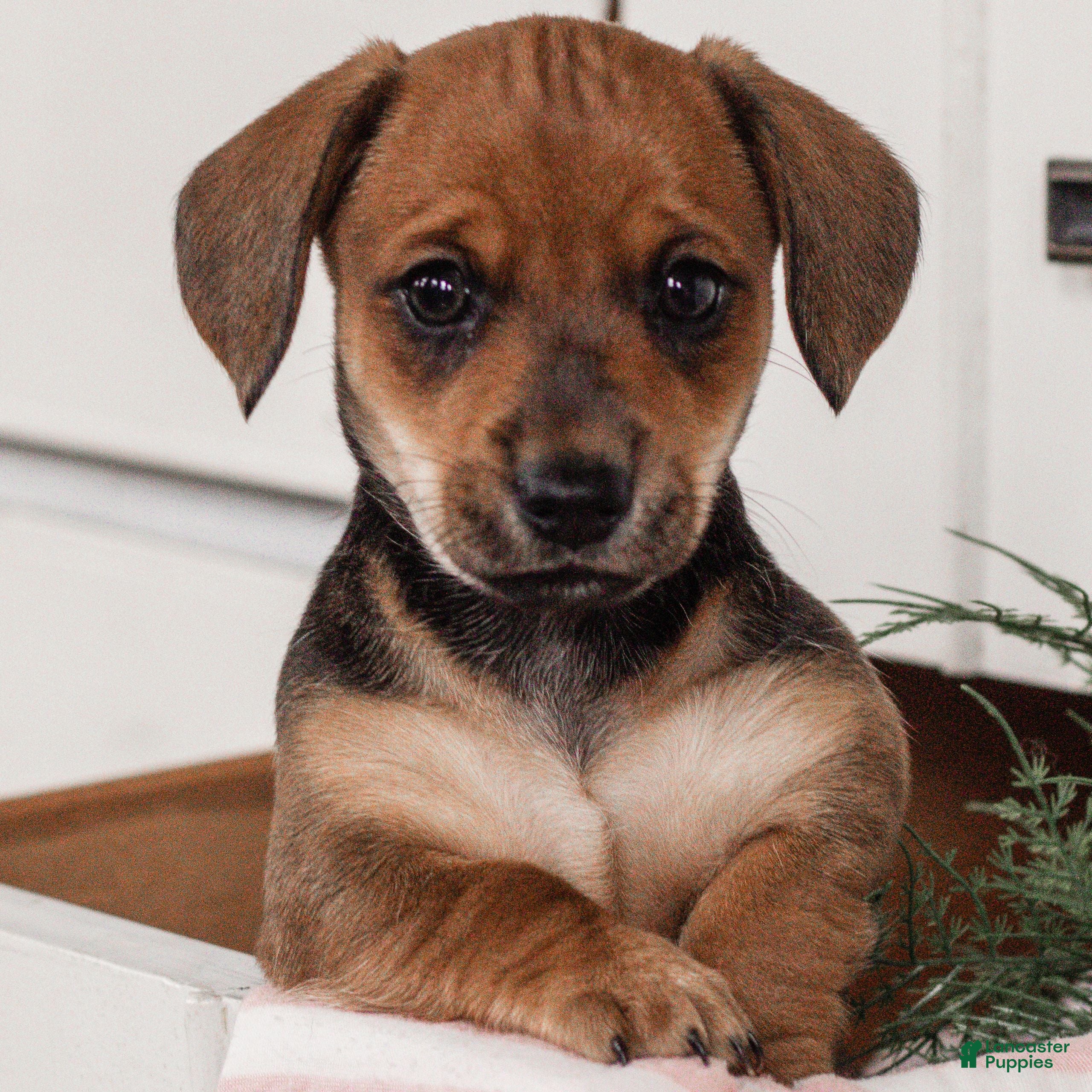 Miniature Dachshund dogs Spice  - Ad 24