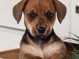 Miniature Dachshund dogs Spice - Ad 36