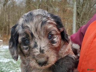 Mixed Breed dogs - Ad 31