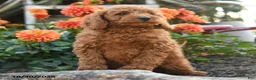 Mini Goldendoodle dogs for sale: Lloyd - Ad 3