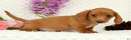 Miniature Dachshund dogs for sale: Wilson - Ad 5