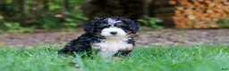 Mini Bernedoodle dogs for sale: Hershey - Ad 3
