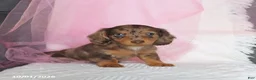 Miniature Dachshund dogs for sale: Twila - Ad 3