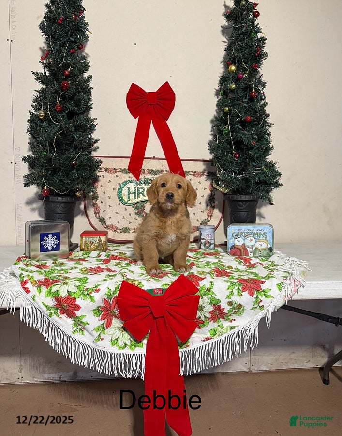 Miniature Labradoodle dogs Debbie - Ad 21