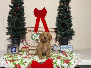 Miniature Labradoodle dogs Debbie - Ad 21