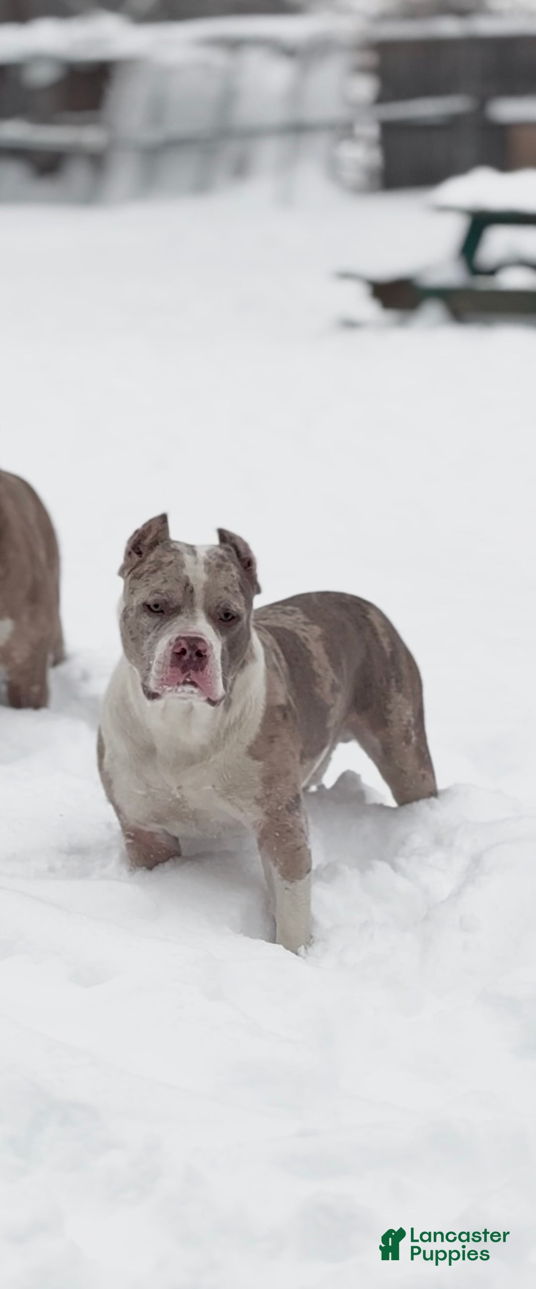 Mixed Breed dogs for sale: Bleu - Ad 6